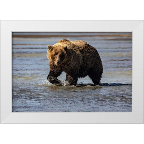 Lake Clark National Park and Preserve-Alaska-wilderness-bears-low tide-splashes-water-paw White Modern Wood Framed Art Print by Sienda, Jolly