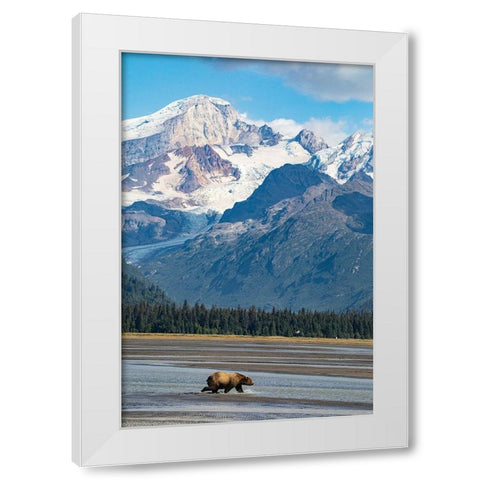 Lake Clark National Park and Preserve-Cook Inlet-Kenai Peninsula-Alaska-brown bear White Modern Wood Framed Art Print by Sienda, Jolly