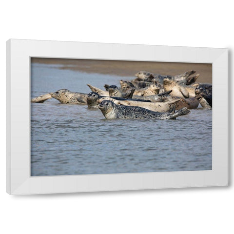 Lake Clark National Park and Preserve-Cook Inlet-Kenai Peninsula-Alaska-pod of seals on the mudflat White Modern Wood Framed Art Print by Sienda, Jolly