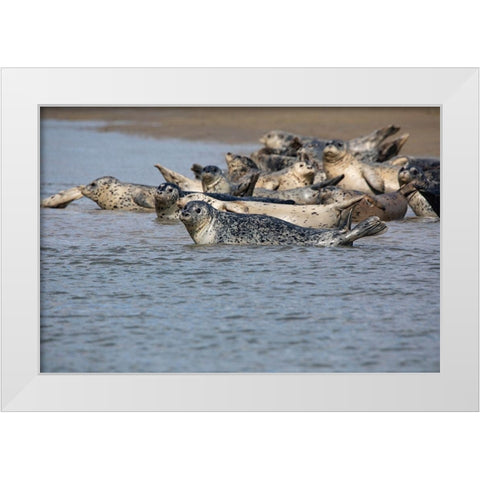 Lake Clark National Park and Preserve-Cook Inlet-Kenai Peninsula-Alaska-pod of seals on the mudflat White Modern Wood Framed Art Print by Sienda, Jolly