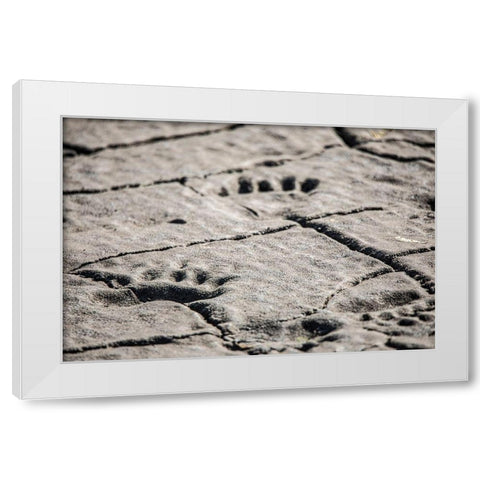 Lake Clark National Park and Preserve-Cook Inlet-Kenai Peninsula-Alaska-animal-footprints-mudflat White Modern Wood Framed Art Print by Sienda, Jolly