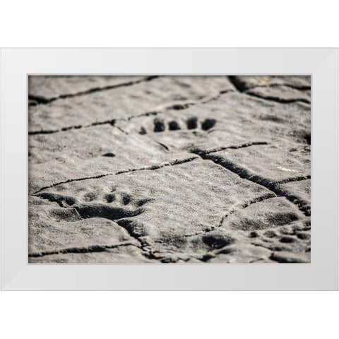 Lake Clark National Park and Preserve-Cook Inlet-Kenai Peninsula-Alaska-animal-footprints-mudflat White Modern Wood Framed Art Print by Sienda, Jolly