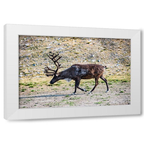 Denali-Alaska-Reindeer-large antlers-caribou White Modern Wood Framed Art Print by Sienda, Jolly
