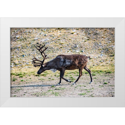 Denali-Alaska-Reindeer-large antlers-caribou White Modern Wood Framed Art Print by Sienda, Jolly