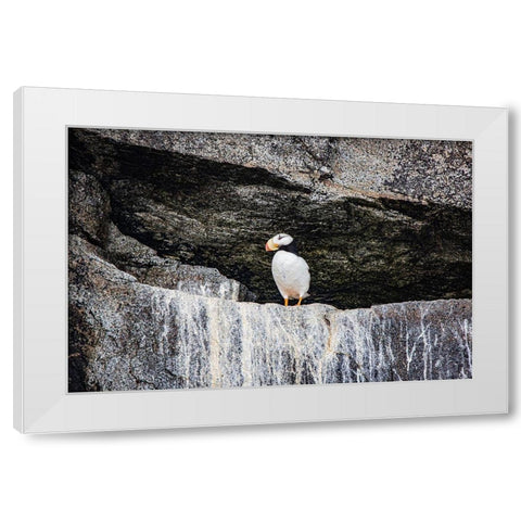 Seward-Alaska-Kenai Peninsula-puffin-seabird White Modern Wood Framed Art Print by Sienda, Jolly