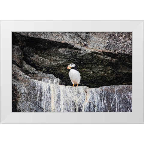 Seward-Alaska-Kenai Peninsula-puffin-seabird White Modern Wood Framed Art Print by Sienda, Jolly