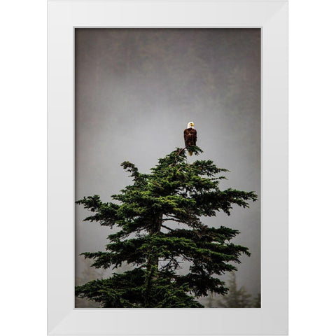 Prince William Sound-Alaska-Valdez-Bald Eagle perched on evergreen tree White Modern Wood Framed Art Print by Sienda, Jolly