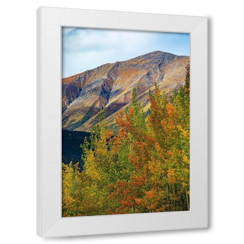 Richardson Highway-Alaska-autumn color-birch-aspens-mountains-Permafrost White Modern Wood Framed Art Print by Sienda, Jolly