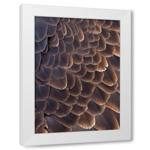 Close-up of Bald Eagle feather-Homer-Alaska-USA White Modern Wood Framed Art Print by Su, Keren