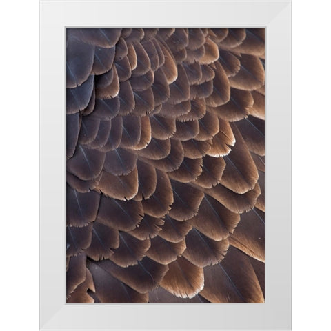 Close-up of Bald Eagle feather-Homer-Alaska-USA White Modern Wood Framed Art Print by Su, Keren