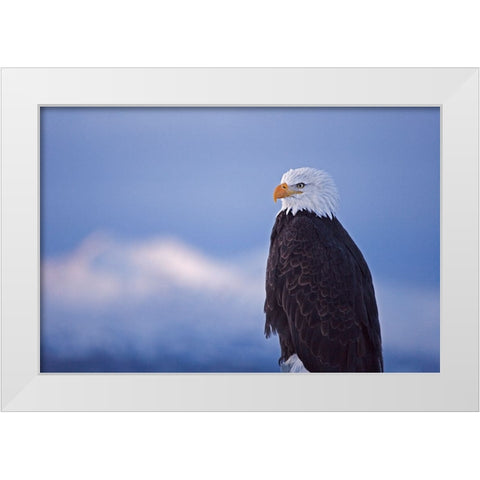 Bald Eagle-Homer-Alaska-USA White Modern Wood Framed Art Print by Su, Keren