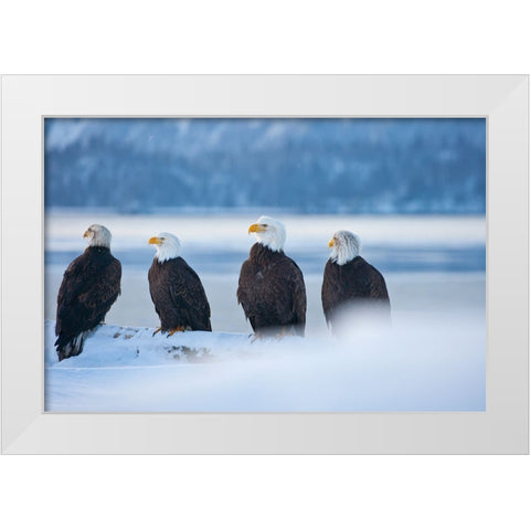 Bald Eagle-Homer-Alaska-USA White Modern Wood Framed Art Print by Su, Keren
