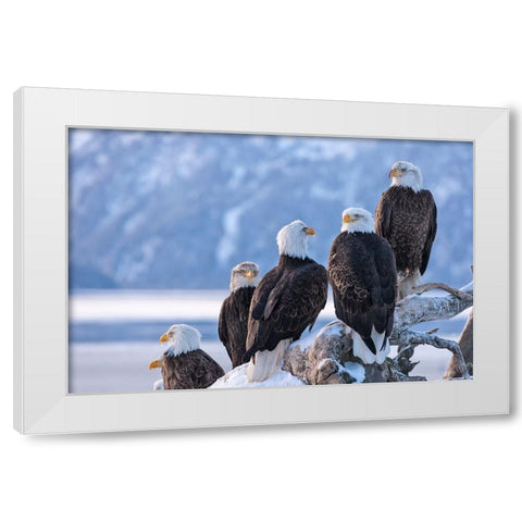 Bald Eagle-Homer-Alaska-USA White Modern Wood Framed Art Print by Su, Keren