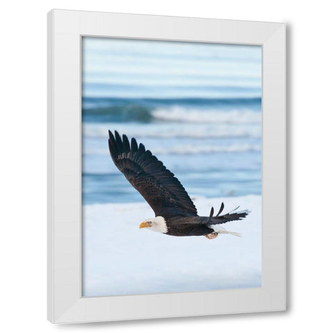 Bald Eagle-Homer-Alaska-USA White Modern Wood Framed Art Print by Su, Keren