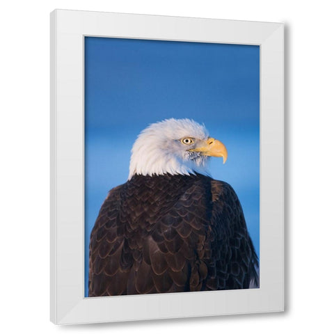 Bald Eagle-Homer-Alaska-USA White Modern Wood Framed Art Print by Su, Keren