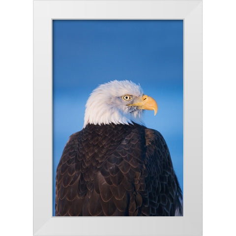 Bald Eagle-Homer-Alaska-USA White Modern Wood Framed Art Print by Su, Keren