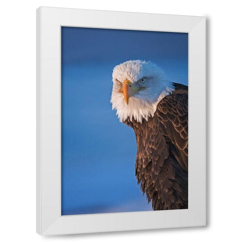 Bald Eagle-Homer-Alaska-USA White Modern Wood Framed Art Print by Su, Keren