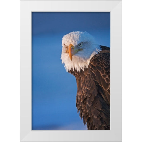 Bald Eagle-Homer-Alaska-USA White Modern Wood Framed Art Print by Su, Keren
