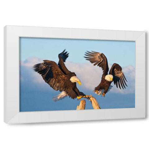 Bald Eagle-Homer-Alaska-USA White Modern Wood Framed Art Print by Su, Keren