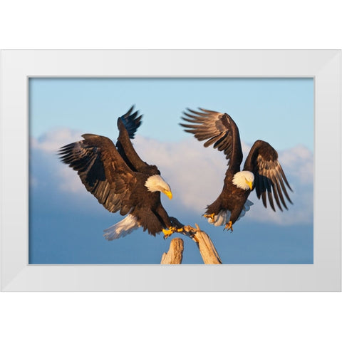 Bald Eagle-Homer-Alaska-USA White Modern Wood Framed Art Print by Su, Keren