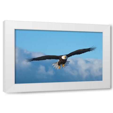 Bald Eagle flying-Homer-Alaska-USA White Modern Wood Framed Art Print by Su, Keren