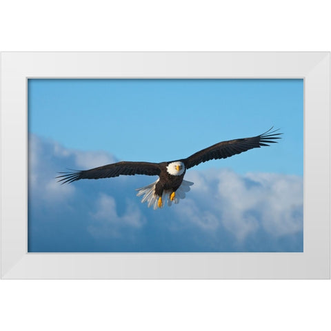 Bald Eagle flying-Homer-Alaska-USA White Modern Wood Framed Art Print by Su, Keren