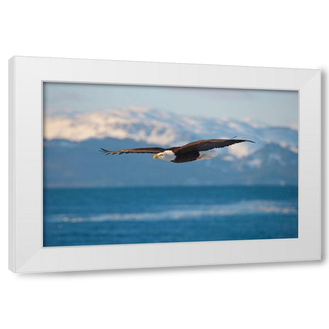 Bald Eagle flying over the ocean-snow mountain in the distance-Homer-Alaska-USA White Modern Wood Framed Art Print by Su, Keren