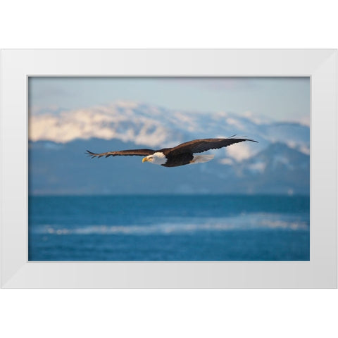 Bald Eagle flying over the ocean-snow mountain in the distance-Homer-Alaska-USA White Modern Wood Framed Art Print by Su, Keren
