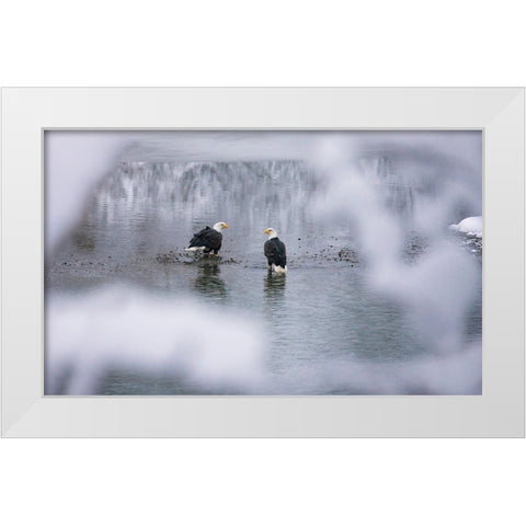 Bald Eagles on the river in the forest covered with snow-Haines-Alaska-USA White Modern Wood Framed Art Print by Su, Keren