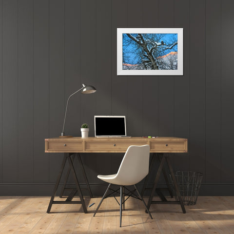 Bald Eagle perched on a tree covered with snow-snow mountain in the distance-Haines-Alaska-USA White Modern Wood Framed Art Print by Su, Keren