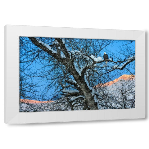 Bald Eagle perched on a tree covered with snow-snow mountain in the distance-Haines-Alaska-USA White Modern Wood Framed Art Print by Su, Keren