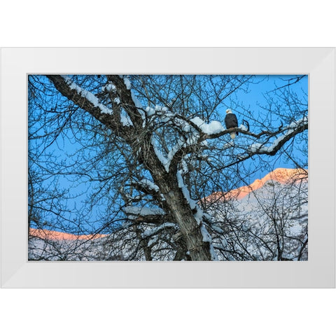 Bald Eagle perched on a tree covered with snow-snow mountain in the distance-Haines-Alaska-USA White Modern Wood Framed Art Print by Su, Keren