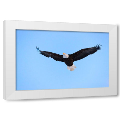 Bald Eagle flying in the sky-Haines-Alaska-USA White Modern Wood Framed Art Print by Su, Keren