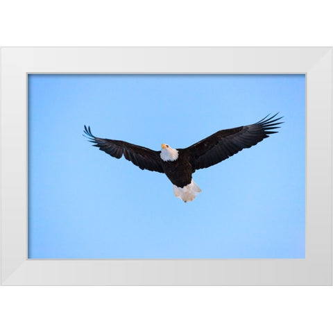 Bald Eagle flying in the sky-Haines-Alaska-USA White Modern Wood Framed Art Print by Su, Keren