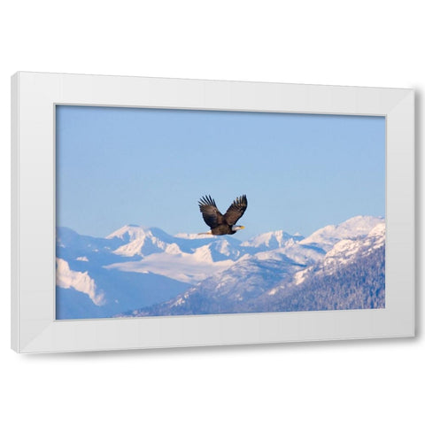 Bald Eagle flying over snow mountain-Haines-Alaska-USA White Modern Wood Framed Art Print by Su, Keren