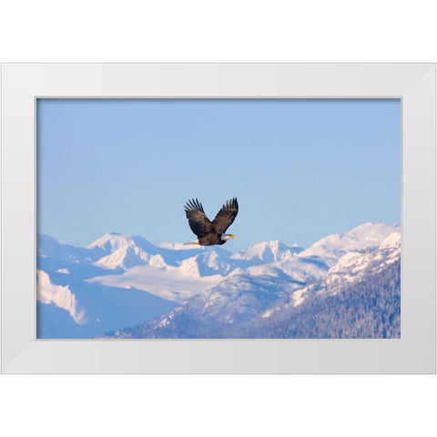 Bald Eagle flying over snow mountain-Haines-Alaska-USA White Modern Wood Framed Art Print by Su, Keren