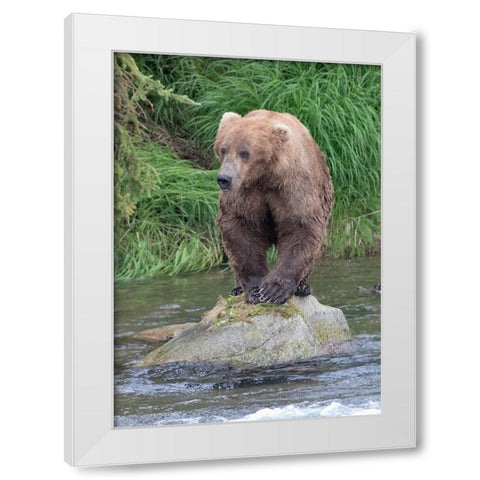 Brown Bear catching salmon in Brooks River-Katmai National Park-Alaska-USA White Modern Wood Framed Art Print by Su, Keren