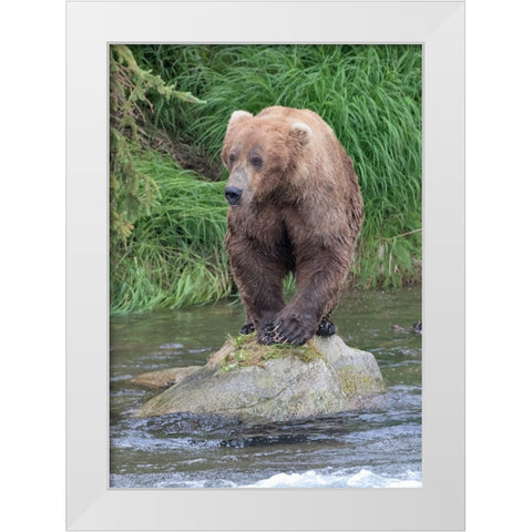 Brown Bear catching salmon in Brooks River-Katmai National Park-Alaska-USA White Modern Wood Framed Art Print by Su, Keren