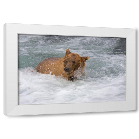 Brown Bear catching salmon at Brooks Falls-Katmai National Park-Alaska-USA White Modern Wood Framed Art Print by Su, Keren