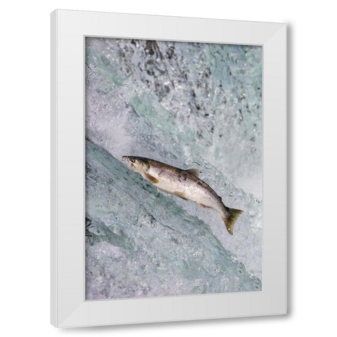 Salmon jumping over Brooks Falls-Katmai National Park-Alaska-USA White Modern Wood Framed Art Print by Su, Keren
