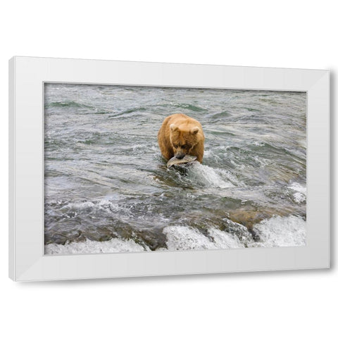 Brown Bear catching salmon at Brooks Falls-Katmai National Park-Alaska-USA White Modern Wood Framed Art Print by Su, Keren
