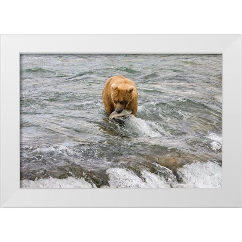 Brown Bear catching salmon at Brooks Falls-Katmai National Park-Alaska-USA White Modern Wood Framed Art Print by Su, Keren