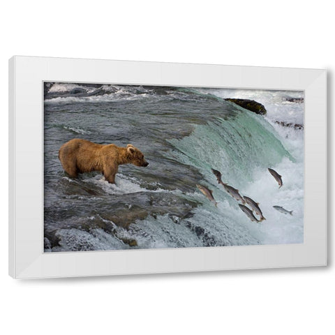Tourists photographing Brown Bear catching salmon at Brooks Falls-Katmai National Park-Alaska-USA White Modern Wood Framed Art Print by Su, Keren