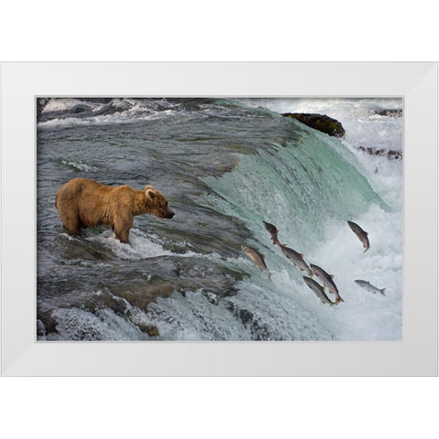 Tourists photographing Brown Bear catching salmon at Brooks Falls-Katmai National Park-Alaska-USA White Modern Wood Framed Art Print by Su, Keren