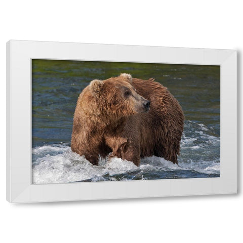 Brown Bear catching salmon at Brooks Falls-Katmai National Park-Alaska-USA White Modern Wood Framed Art Print by Su, Keren