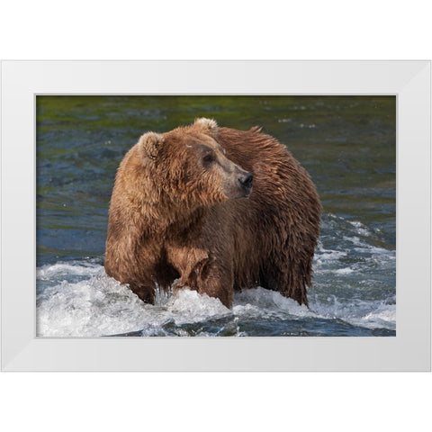 Brown Bear catching salmon at Brooks Falls-Katmai National Park-Alaska-USA White Modern Wood Framed Art Print by Su, Keren