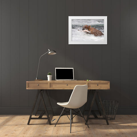 Brown Bear catching salmon at Brooks Falls-Katmai National Park-Alaska-USA White Modern Wood Framed Art Print by Su, Keren