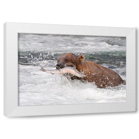 Brown Bear catching salmon at Brooks Falls-Katmai National Park-Alaska-USA White Modern Wood Framed Art Print by Su, Keren