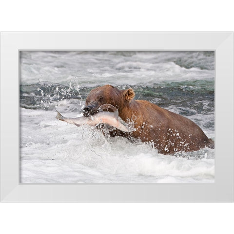 Brown Bear catching salmon at Brooks Falls-Katmai National Park-Alaska-USA White Modern Wood Framed Art Print by Su, Keren