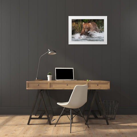 Brown Bear catching salmon at Brooks Falls-Katmai National Park-Alaska-USA White Modern Wood Framed Art Print by Su, Keren